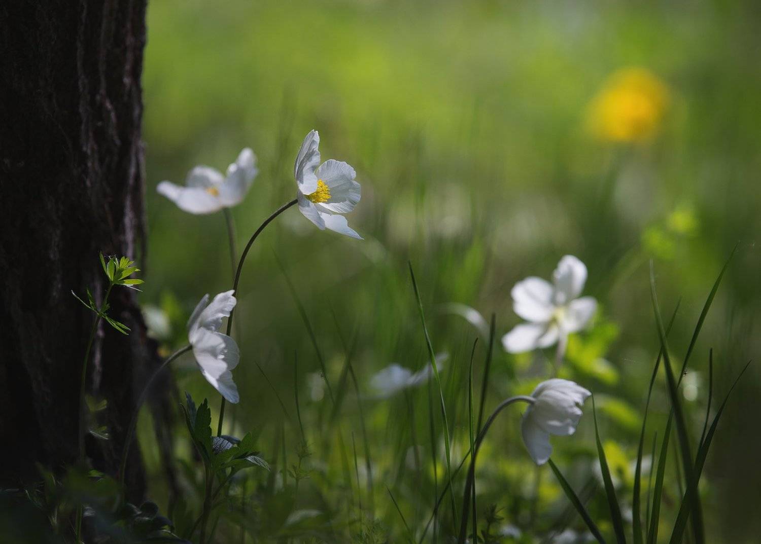 , Баранов Олег