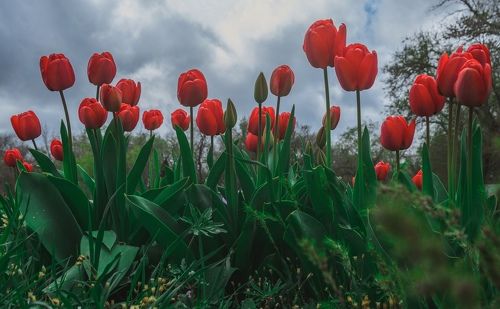 Из жизни Керченских тюльпанов.