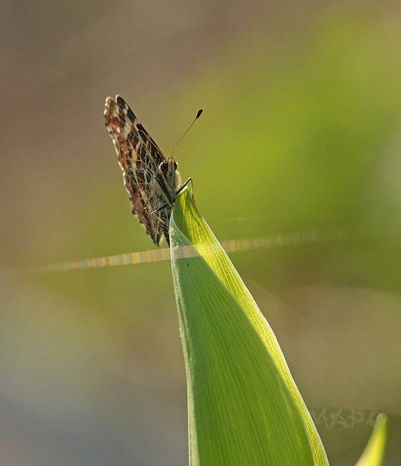 макро бабочка весна май паутинка, Шангареев Марс