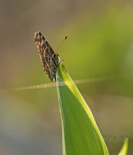 Тонкая линия