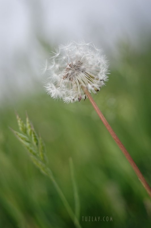 одуванчик, одуванчики Кубан одуван) фото превью