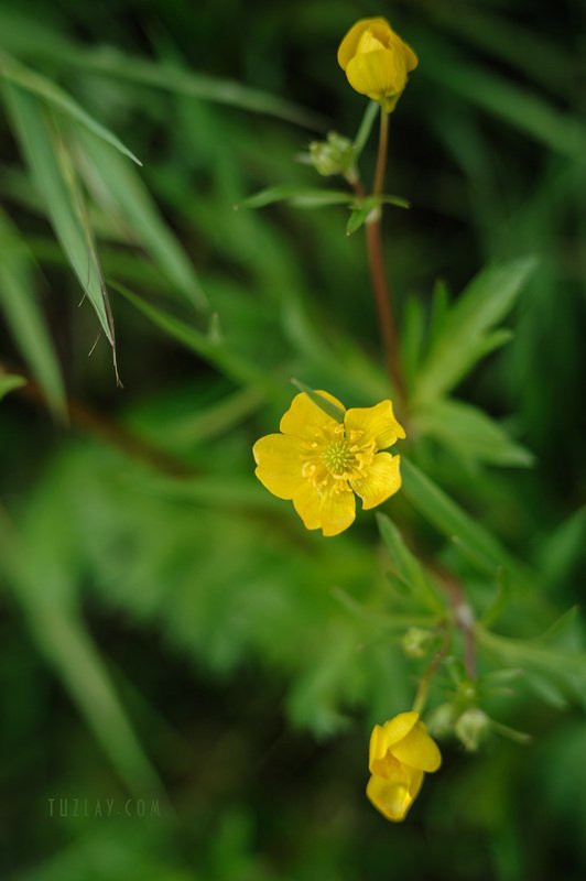 жёлтый цветок, кубань, флора Кубанский Жёлтенький фото превью