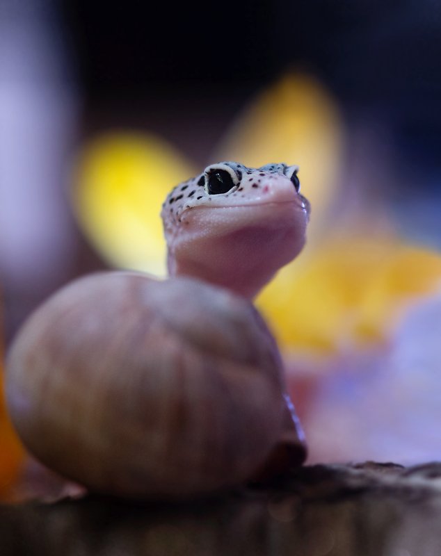 Ку-ку фото превью