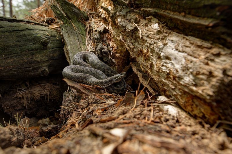 степная, гадюка, vipera, renardi, самарский лес, Не садись на пенёк... фото превью