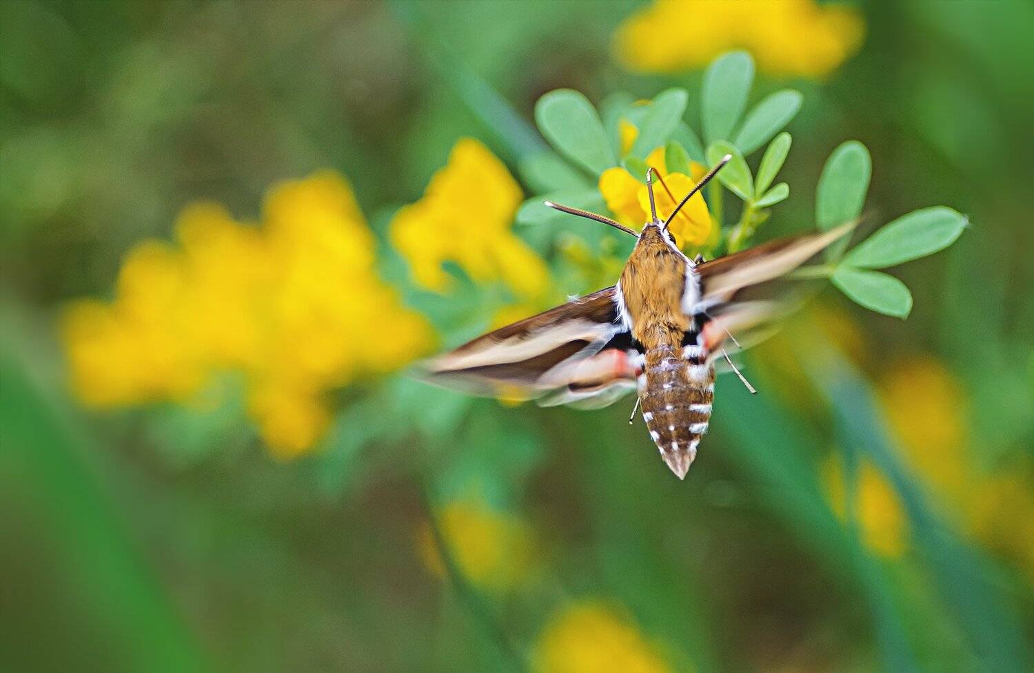 бабочка, трава, крылья, свет, фон, Юрий Котов
