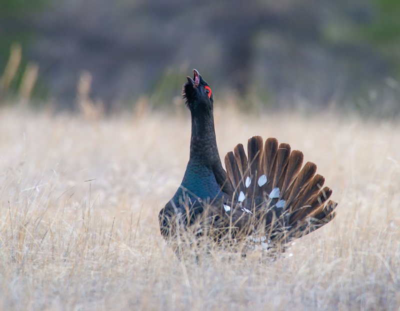 Глухарь  фото превью