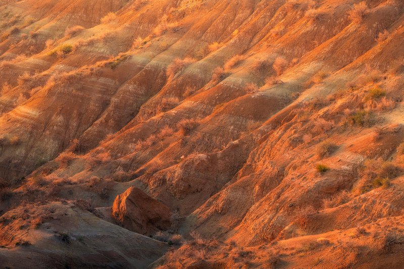 Tiger фото превью