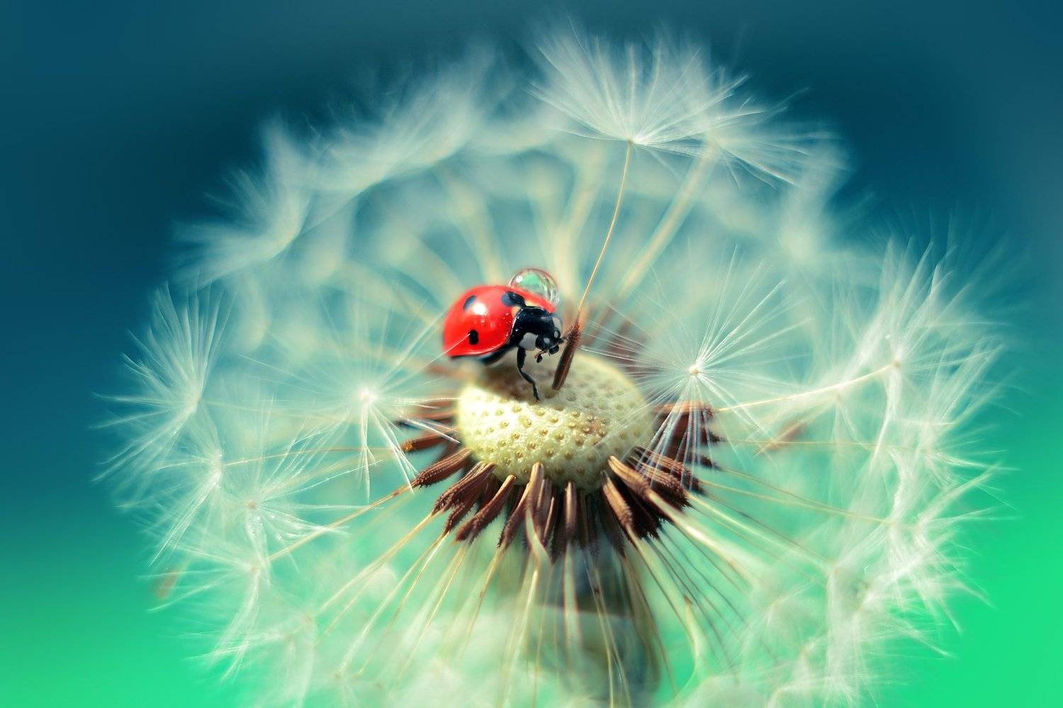 , Воинкова Ирина