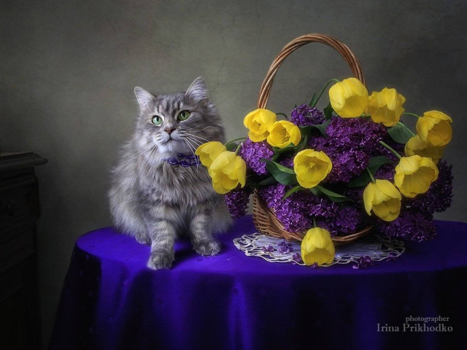натюрморт, цветы, весна, букет, домашние животные, кошка Масяня, котонатюрморт, котопортрет, Ирина Приходько
