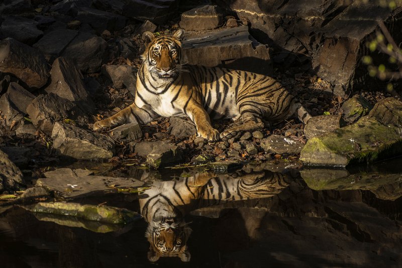тигрица ТИГРИЦА НА ОТДЫХЕ фото превью