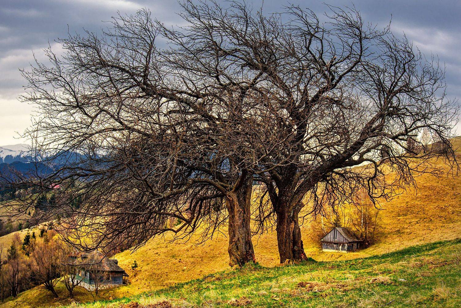 , Albena Andonova-Asa