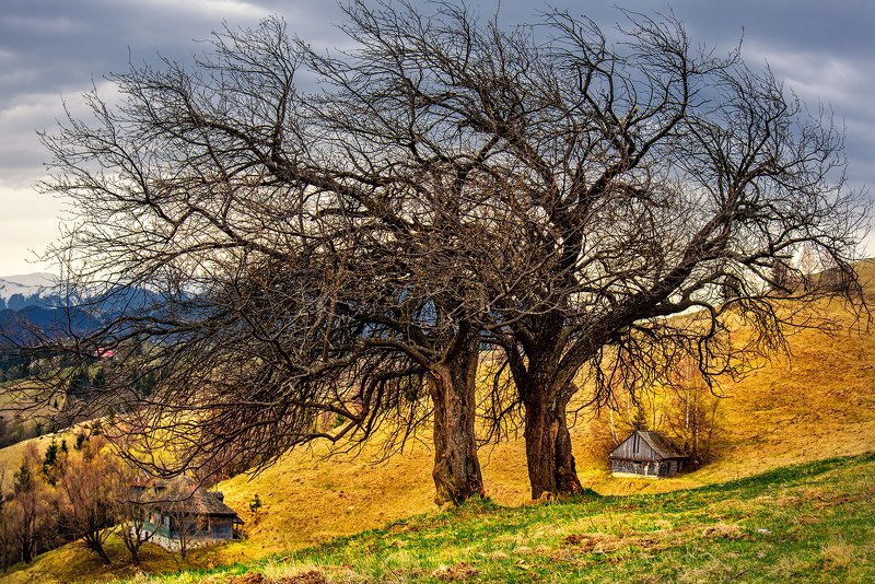 *** фото превью