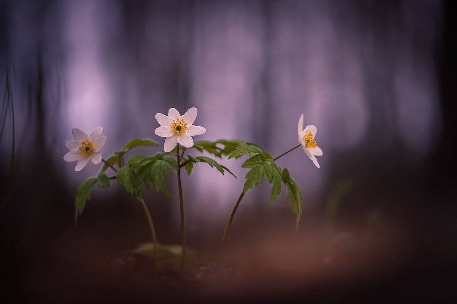 , Вячеслав Мищенко