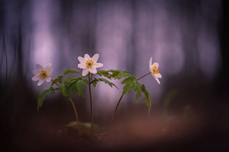 Три грации фото превью