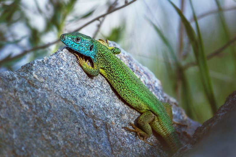 moment, момент, beautiful, красивый,  canon 55-250, nature, природа, wildlife, живая,  reptile, рептилия, lizard, ящерица, green, зеленая,  spring, весна, Совсем как огуречик :) фото превью