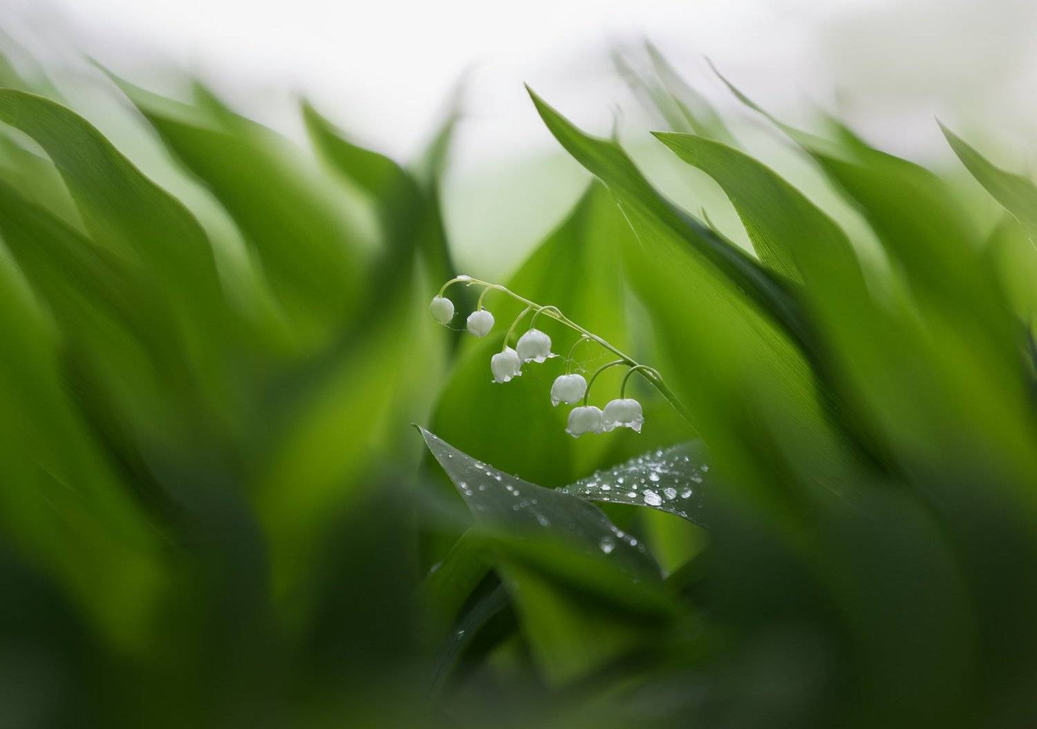 , Баранов Олег