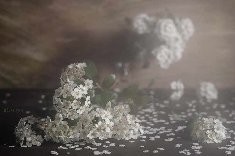 Продолжение про спирею фото превью