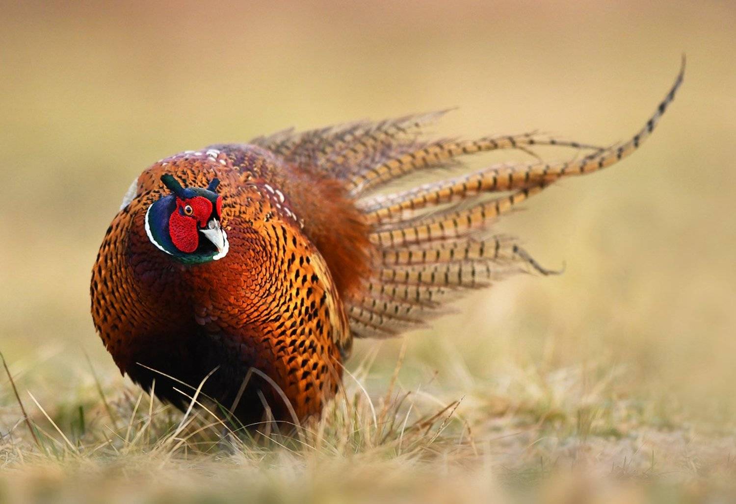 animals, birds, wildlife, pheasant,, Piotr Krześlak
