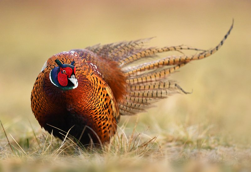 animals, birds, wildlife, pheasant, Pheasant фото превью