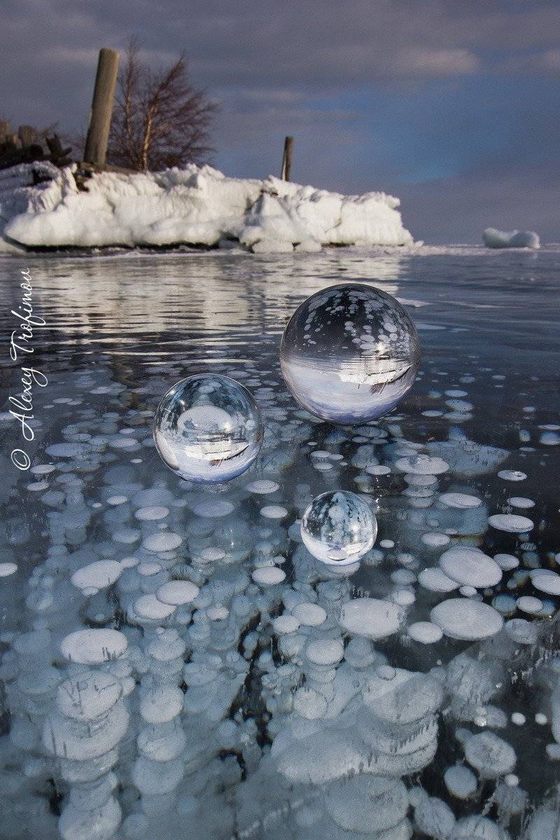 , Алексей Трофимов