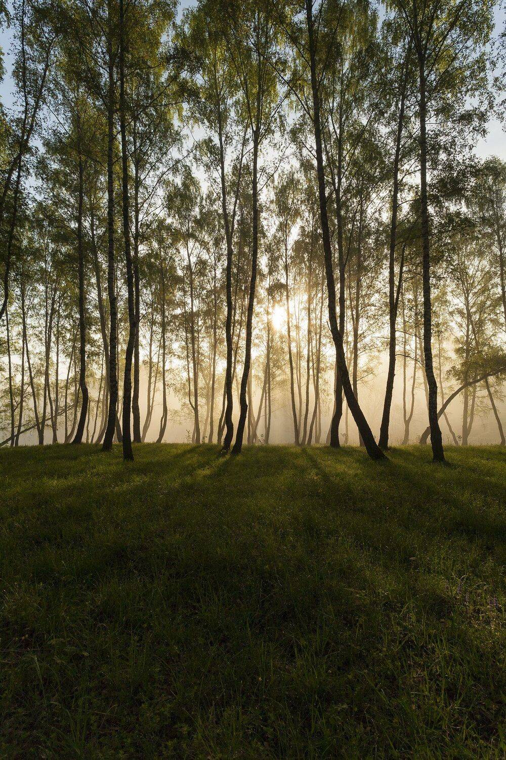 , Виталий Стрельцов