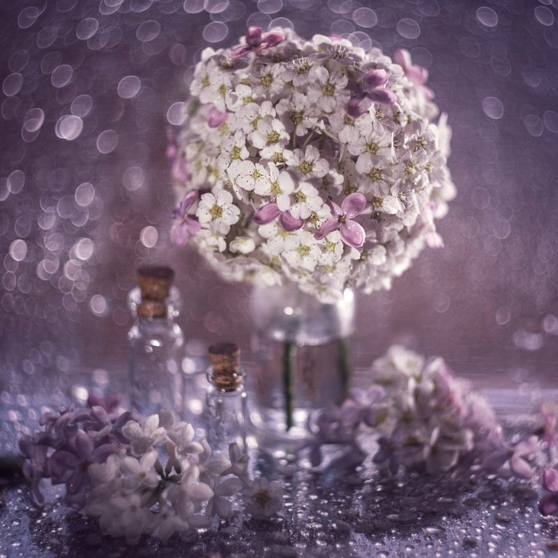 В сиреневых тонах фото превью