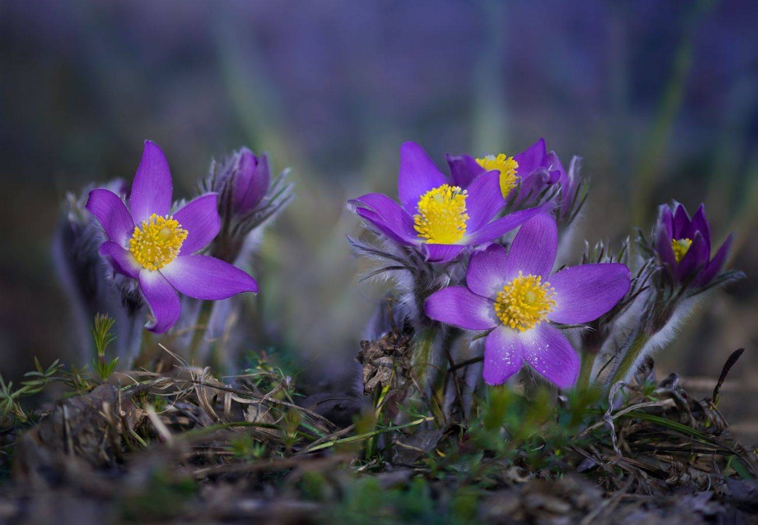 весна, цветы, сон-, трава, Галанзовская Оксана