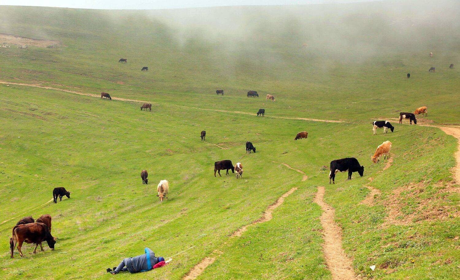 горы,весна,пейзаж,коровы,пастух,, Marat Magov