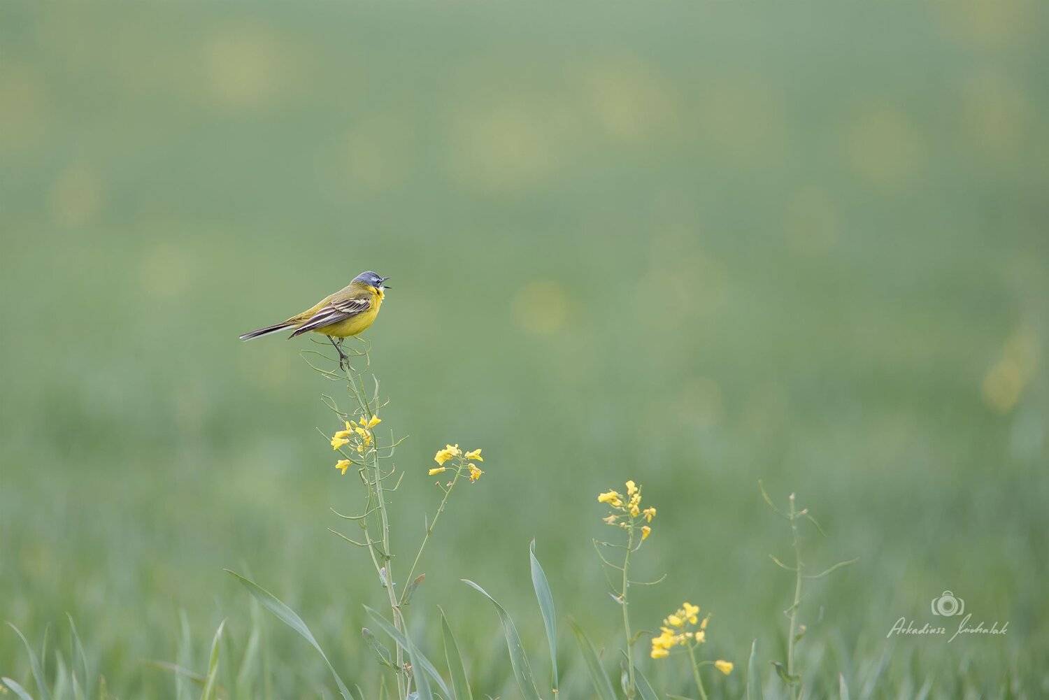 , Arkadiusz Michalak