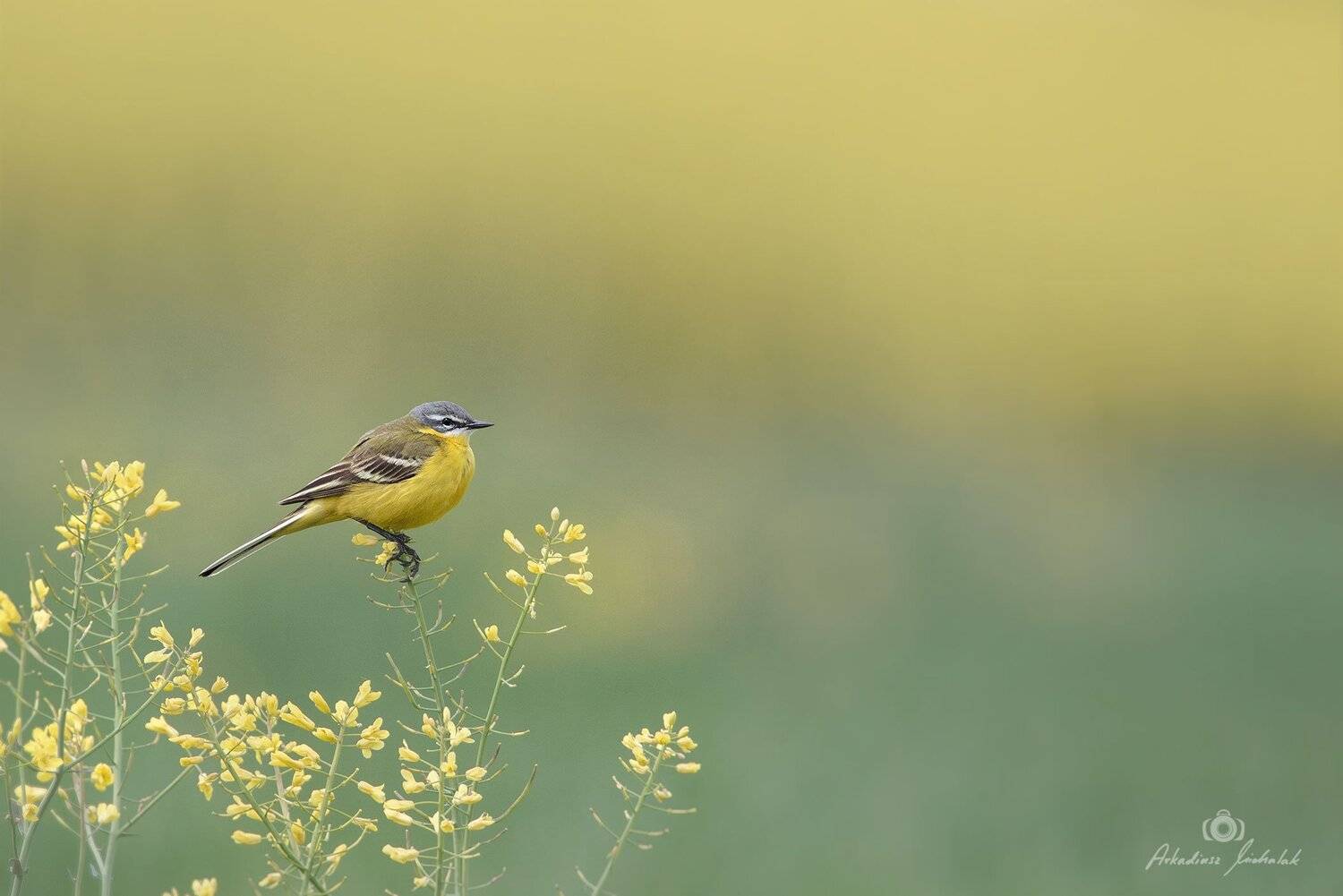 , Arkadiusz Michalak