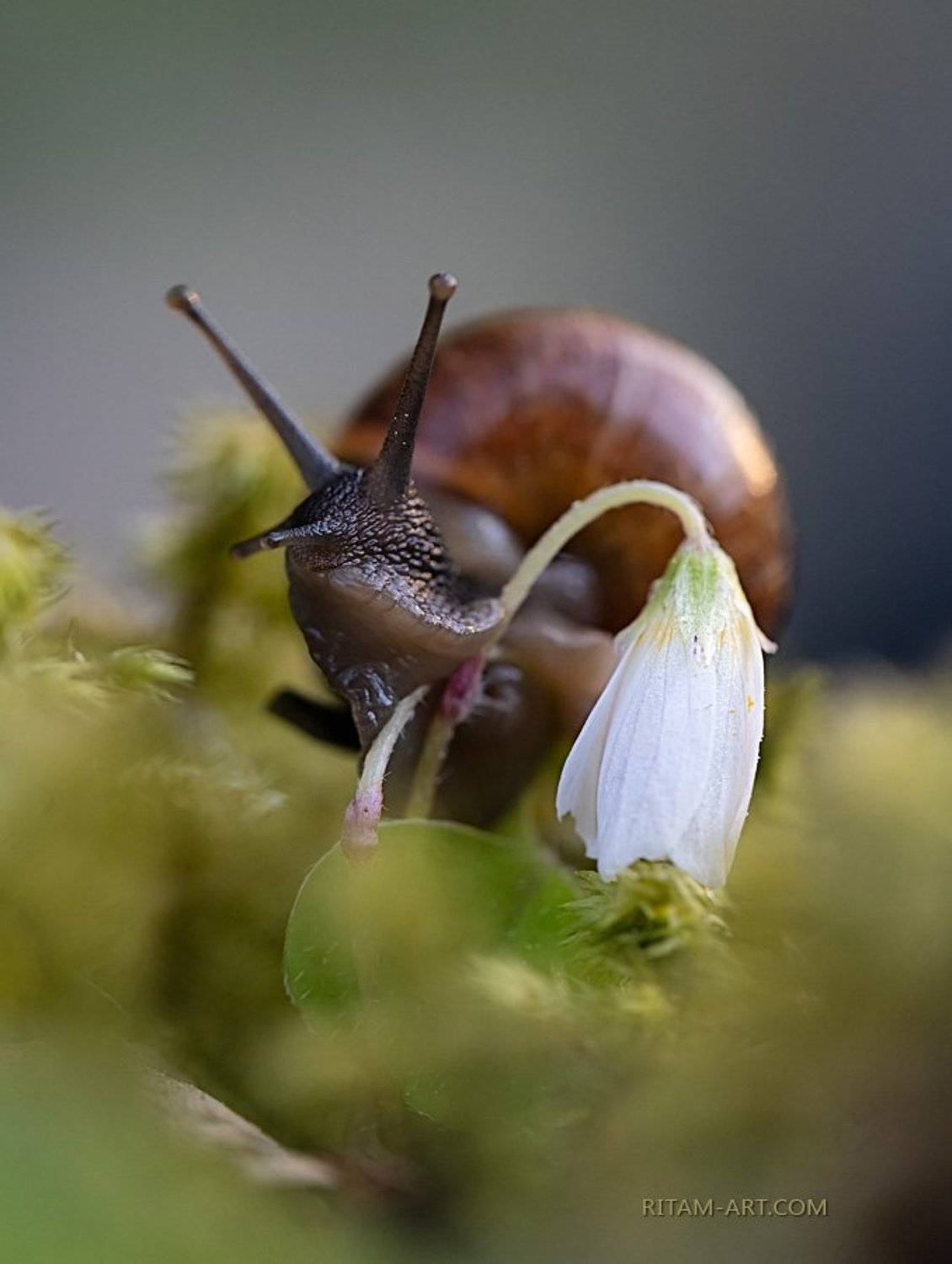 , Ритам Мельгунов