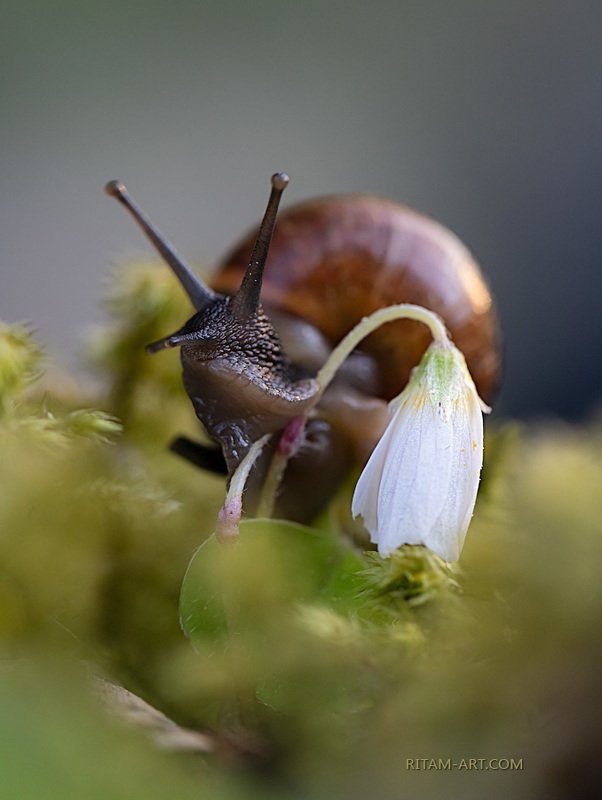 Пришелец-парламентёр / An Alien with a Flag of Truce фото превью