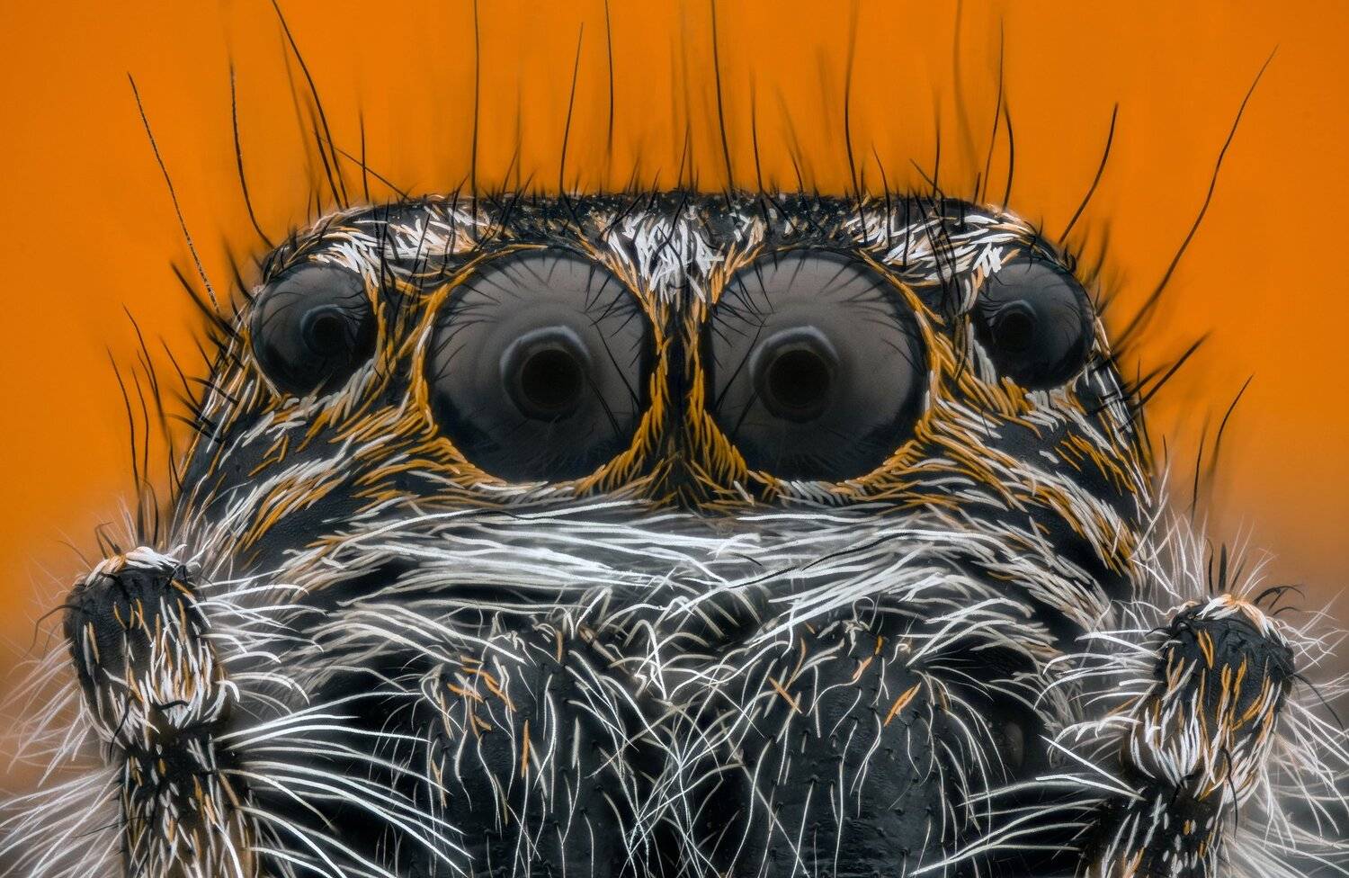 ceclii, macro, extrememacro, nikon d3400, semiplan 6.3, Tsvetan Ganev