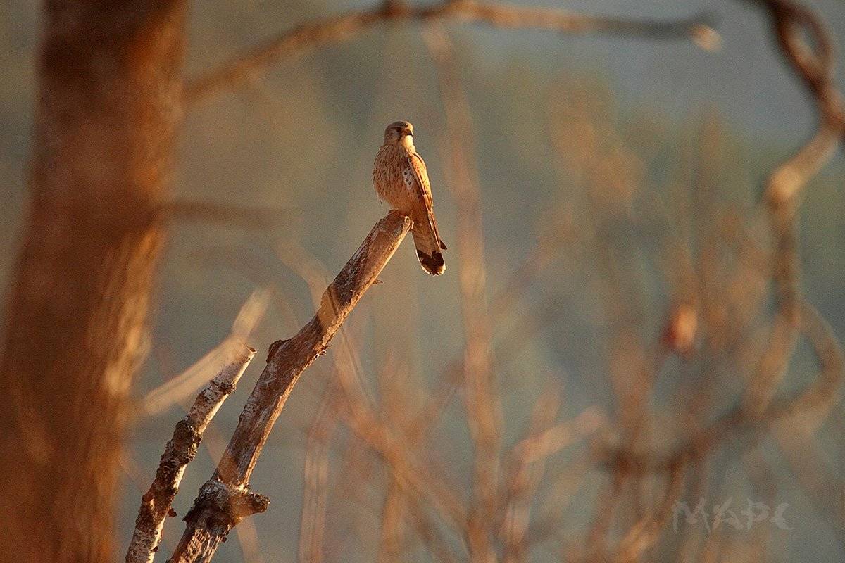 животные птица  пустельга весна май, Шангареев Марс
