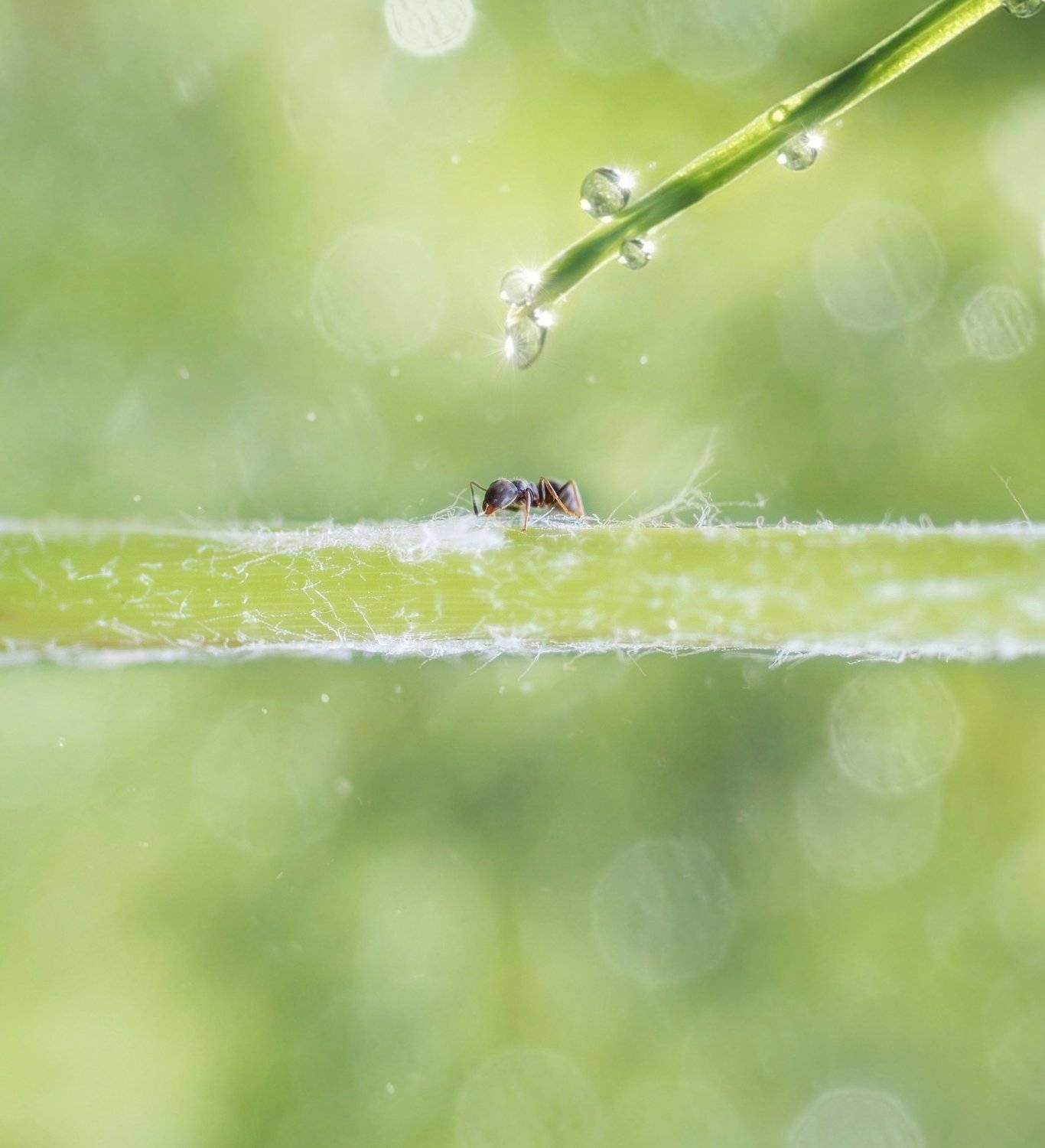 макро, муравей, природа, капля, вода, лето, весна, макро истории, красота, волшебство, утро, бокешки, Татьяна Пименкова