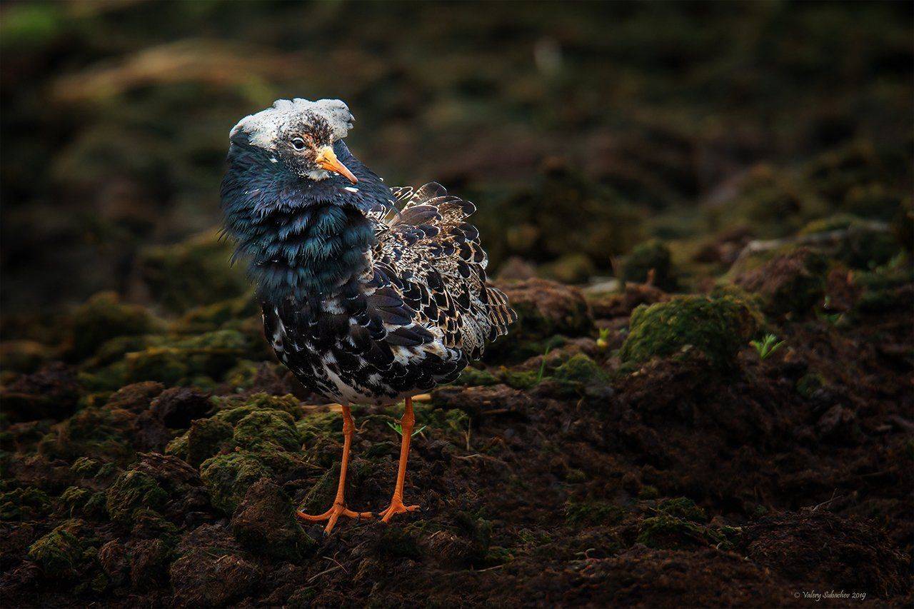 , Валерий Субачев