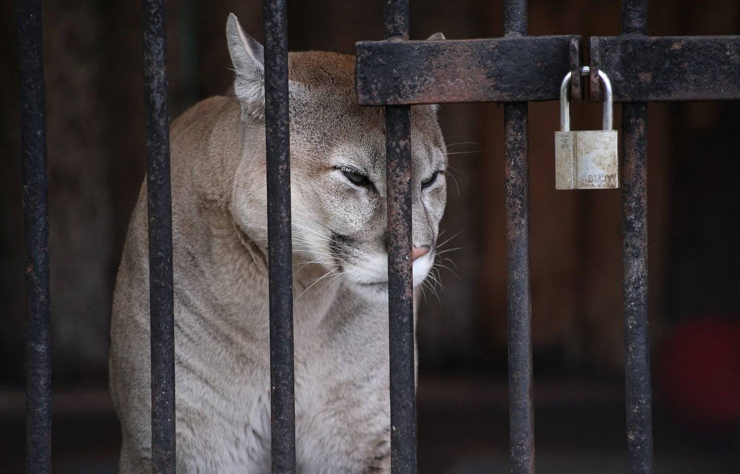 пума зоопарк, Александр Зорин
