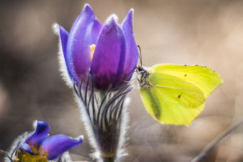 Сон-трава проснулась...