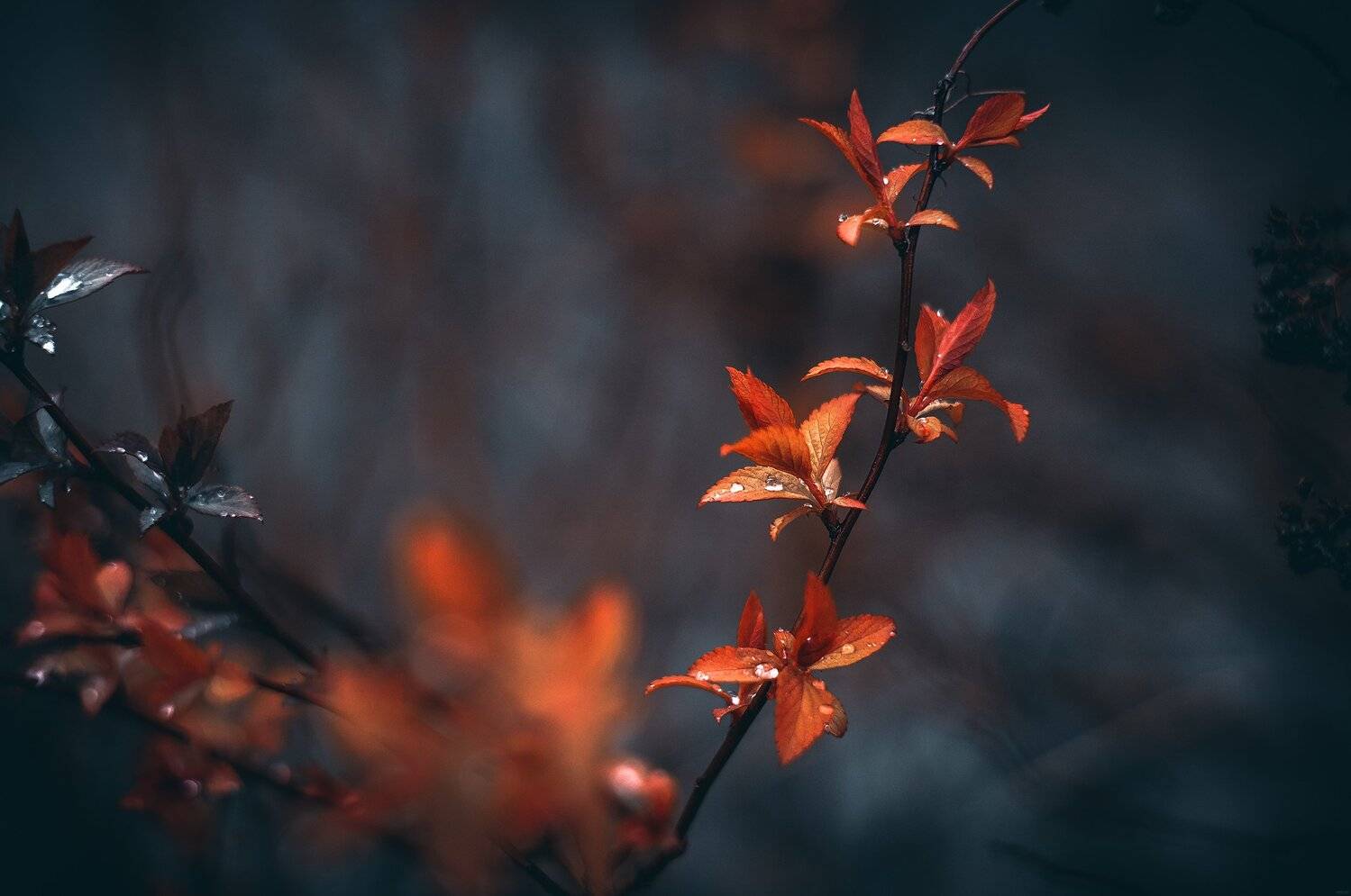 , Рут Андрей