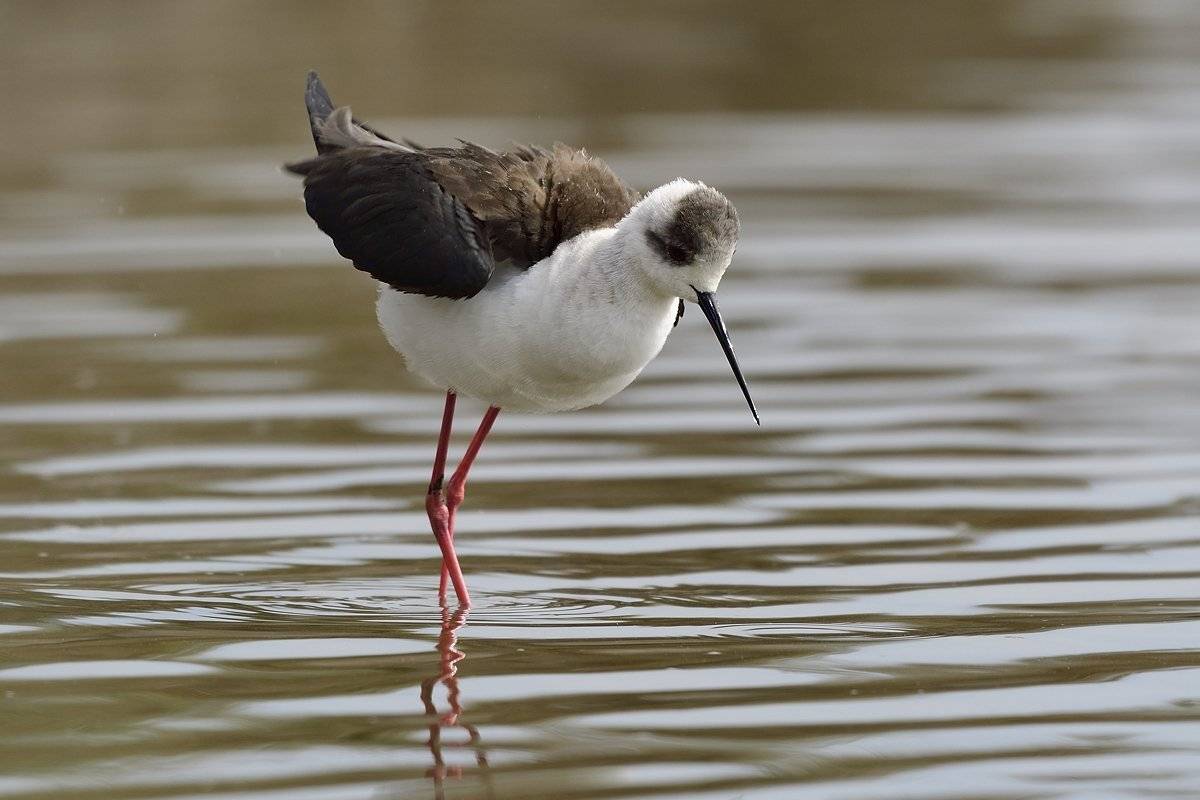 птицы birds, Jaroslav Mego