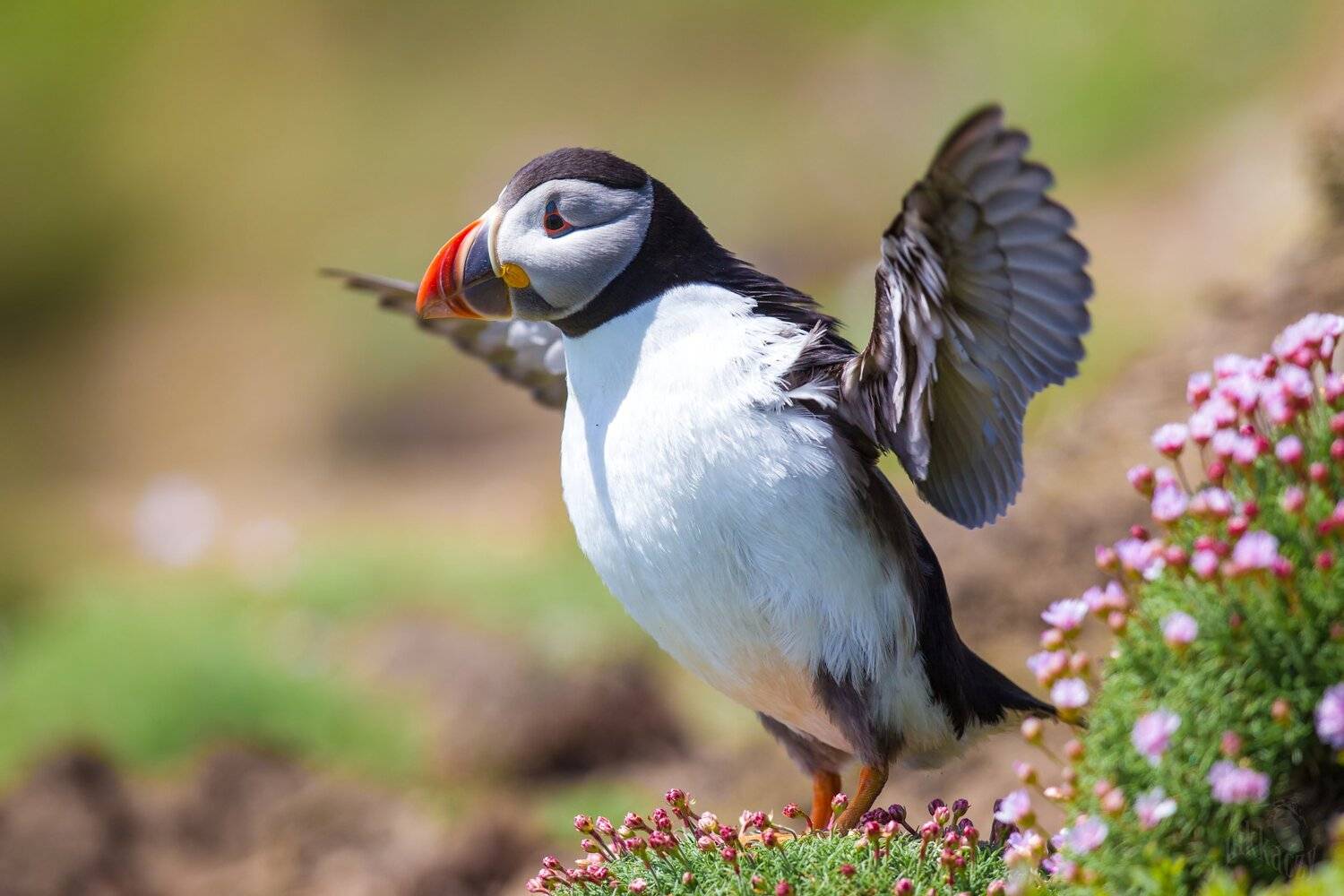 puffin, Marcin Kaczmarkiewicz