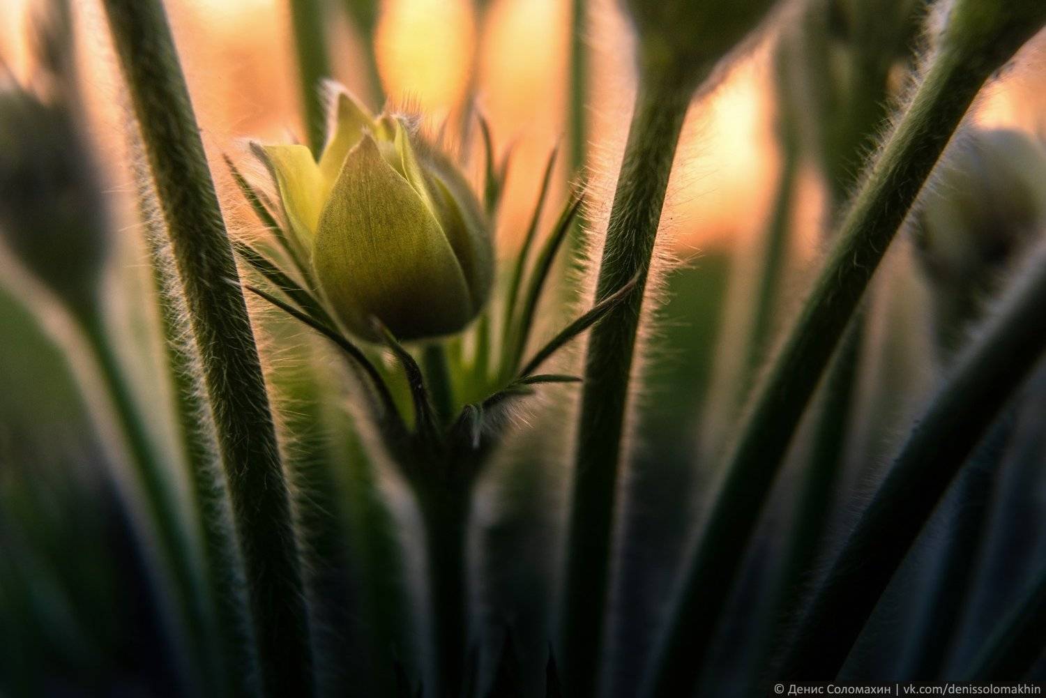 #Алтай #АлтайскийКрай #Весна #сонтрава #прострел #Сибирь #ПриродаАлтая #Цветы #Первоцветы, Денис Соломахин