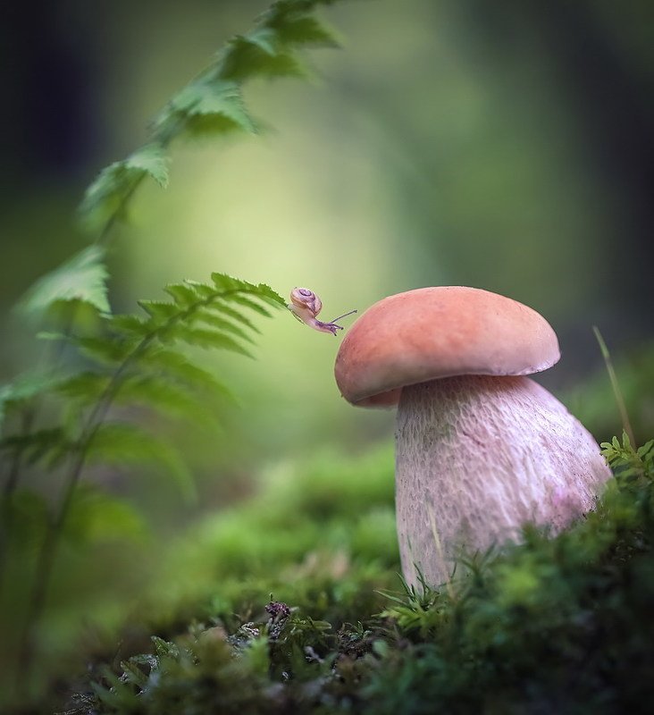 *** фото превью