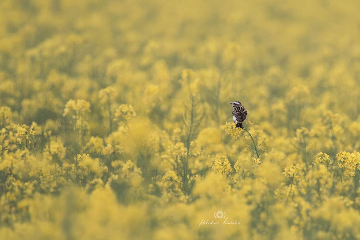 , Arkadiusz Michalak