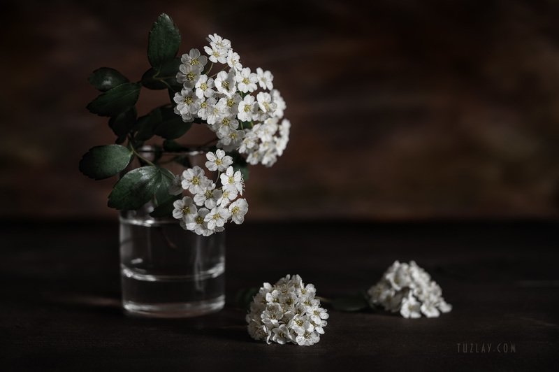 Про спирею можно по-разному... фото превью