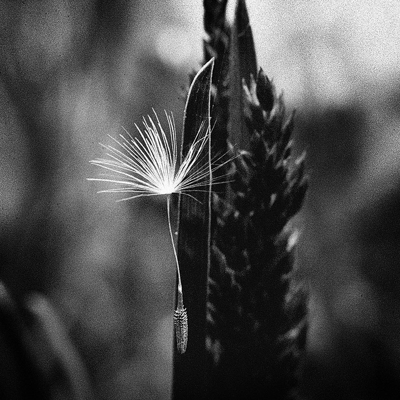 Семя фото превью