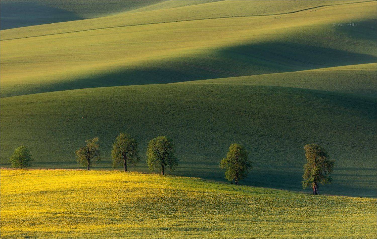 южная моравия,пейзаж,аллея,каштаны,линии,деревья,south moravian,lines,свет,czech,весна,чехия,landscapes,поле,рапс, Василий Гори