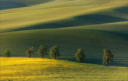 Каштановая аллея