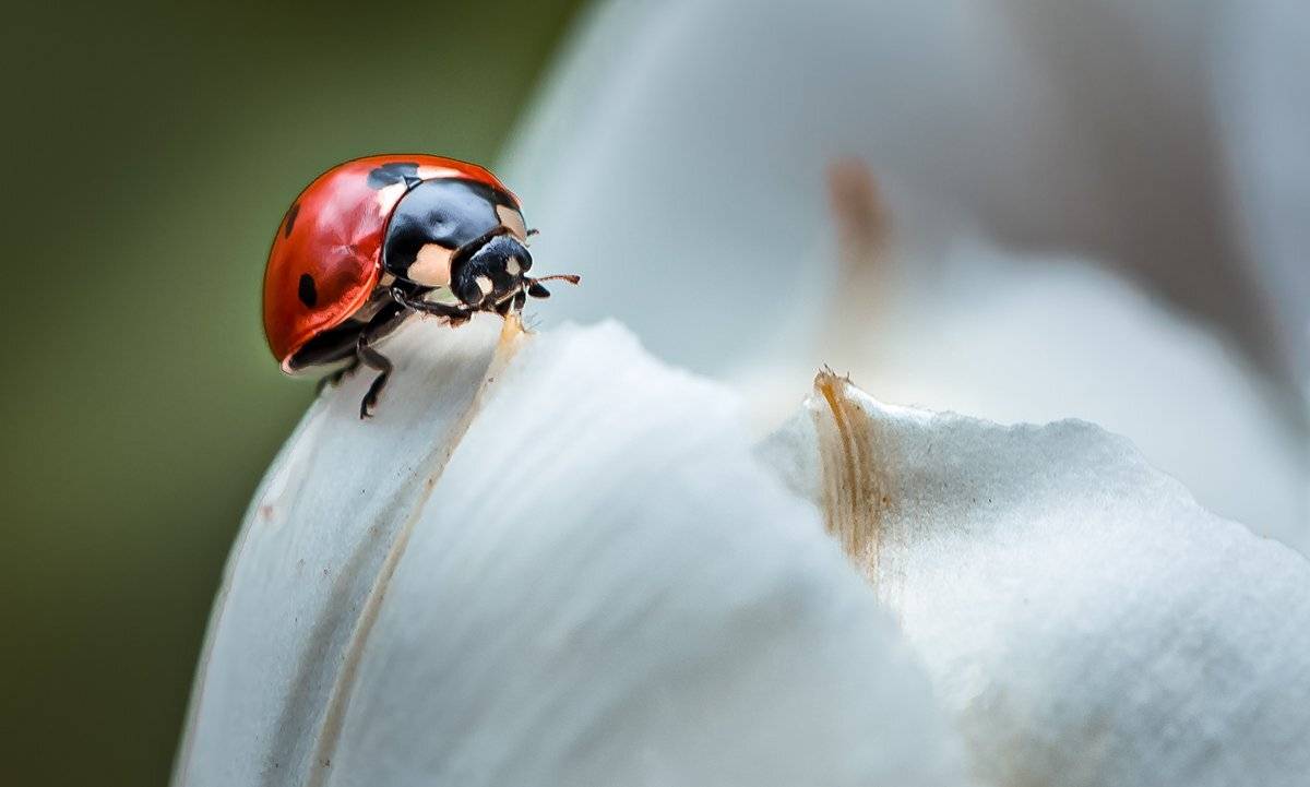 природа, макро, весна, цветы, тюльпан, насекомое, божья коровка, Неля Рачкова