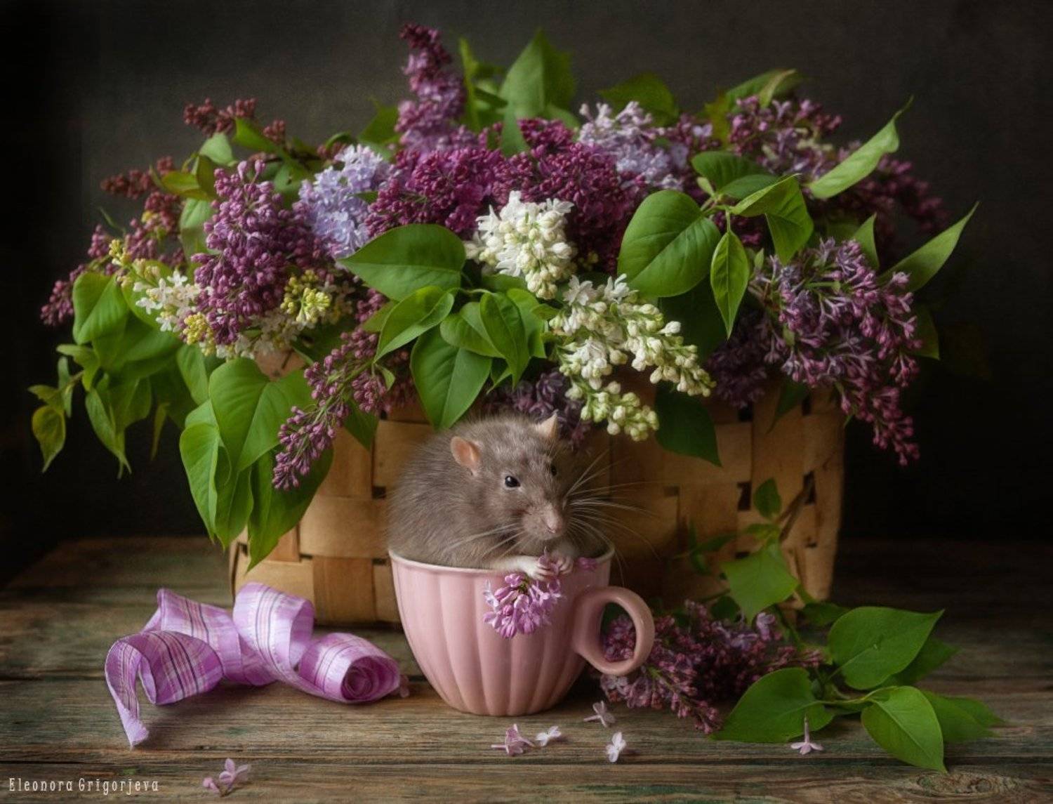 , Eleonora Grigorjeva